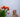 are tulips toxic to cats