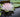 Lotus Flower Meaning: A Guide to Its Symbolism