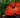 rafflesia arnoldii, Largest Flower in the World May Become Extinct