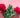 meaning of peony flowers