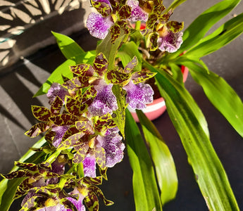 Zesty Beauties: 35 Flowers that Start with Z