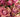 Crafting Timeless Keepsake: How to Dry Rose Petals the Right Way