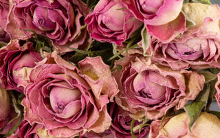 Crafting Timeless Keepsake: How to Dry Rose Petals the Right Way