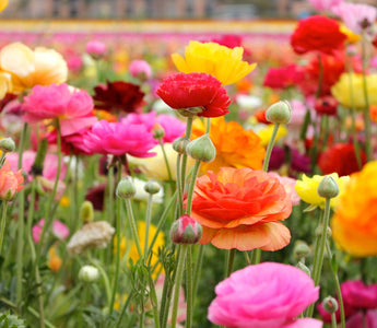 Unveiling 5 Asian Flowers and Their Meanings, A Must Know!