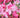 azalea flower meaning