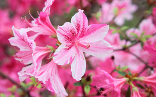 azalea flower meaning