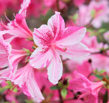 azalea flower meaning