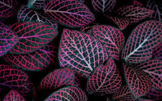 Shady Secret: The Magic of Shade Loving Plants