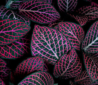 Shady Secret: The Magic of Shade Loving Plants