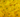 Yellow Chrysanthemum Flower Meaning That You Should Know Of!
