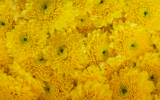 Yellow Chrysanthemum Flower Meaning That You Should Know Of!