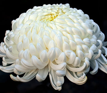 Japanese Chrysanthemum Meaning