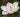 Magnolia Flower Meaning: What Lies Behind Its Petals?