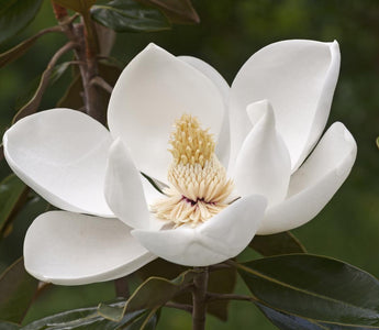 Magnolia Flower Meaning: What Lies Behind Its Petals?