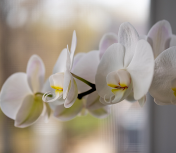 Phalaenopsis Amabilis: The Moon Orchid's Allure