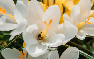 Celebrate Spring with the Vibrant Easter Flower