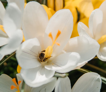 Celebrate Spring with the Vibrant Easter Flower