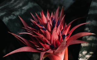 Rarest Flower in The World