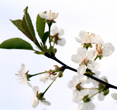40 List of Popular Flowers That Start with A Info