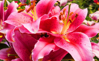 Pink Lily Flower Meaning
