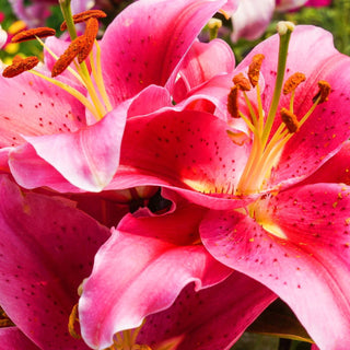 Pink Lily Flower Meaning