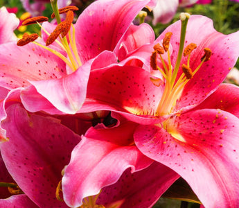 Pink Lily Flower Meaning