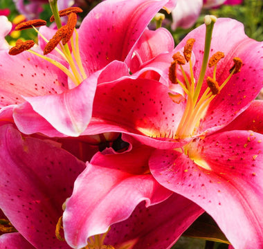 Pink Lily Flower Meaning