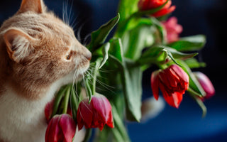 what flowers are safe for cats