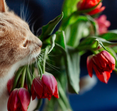 what flowers are safe for cats