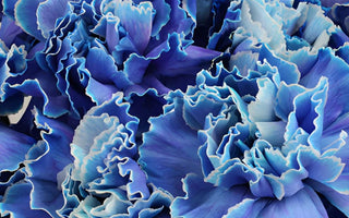 Blue Carnation Flowers