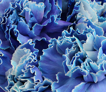 Blue Carnation Flowers