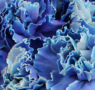 Blue Carnation Flowers