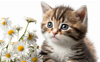 Are Daisies Toxic to Cats? Yes, But…