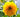 fluffy flowers