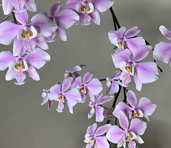 Phalaenopsis Schilleriana: A Jewel Among Orchids