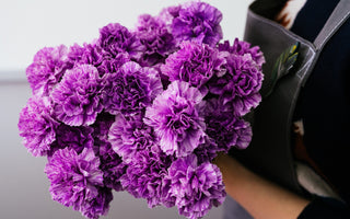 Purple Carnation Flowers