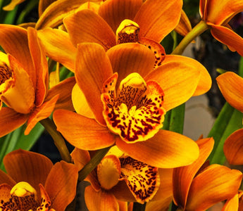 cymbidium