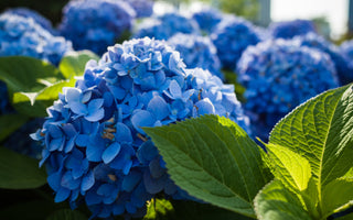 Blue Hydrangea Meaning