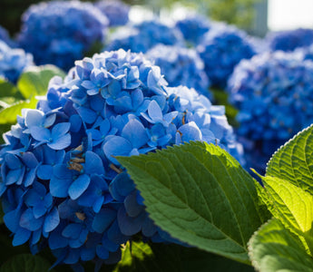 Blue Hydrangea Meaning