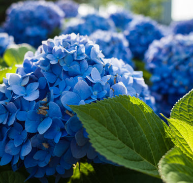 Blue Hydrangea Meaning