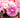 36+ List of Flowers that start with C and Where You Can Find It