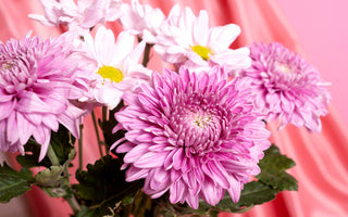 36+ List of Flowers that start with C and Where You Can Find It