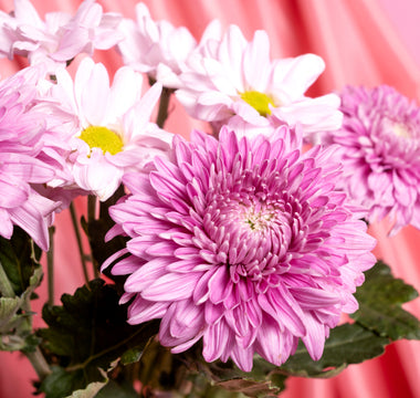 36+ List of Flowers that start with C and Where You Can Find It