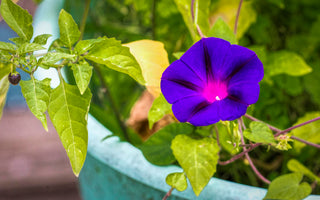 morning glory flower meaning