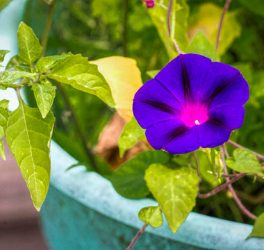 morning glory flower meaning