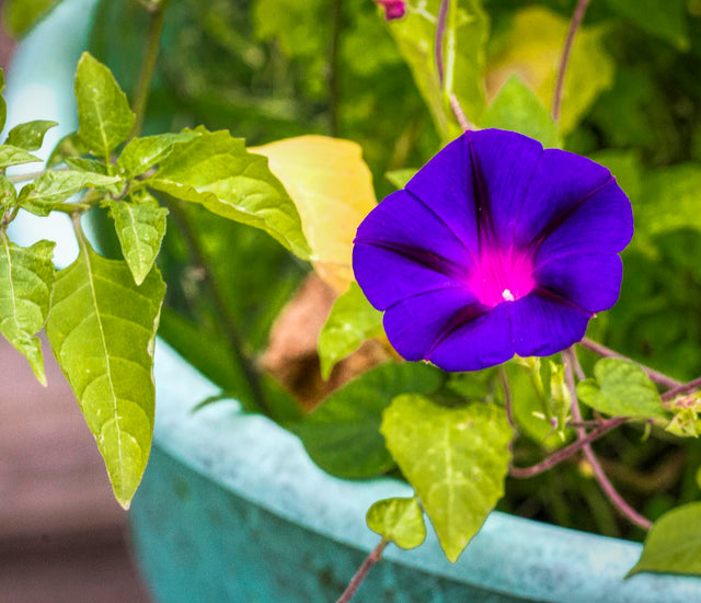 What is Morning Glory Flower Meaning? Origins and Colorful Secrets ...