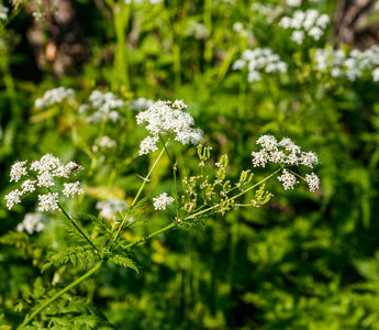 Flowering Weeds