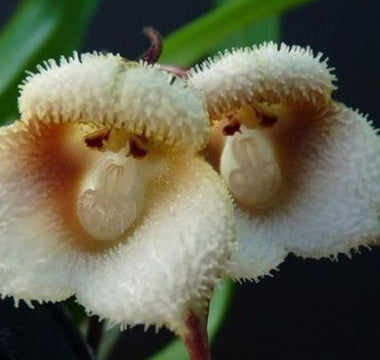 Flowers That Start With M