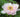 paeonia suffruticosa