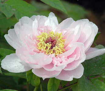 paeonia suffruticosa